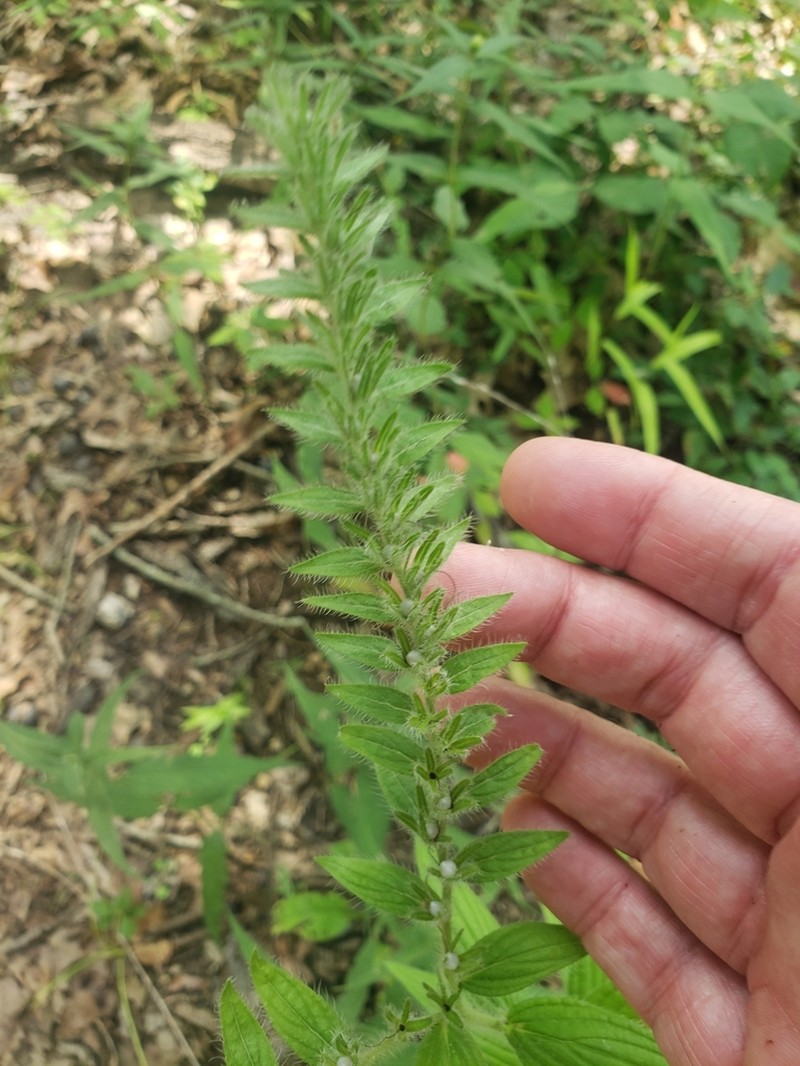Lithospermum parviflorum photo 3