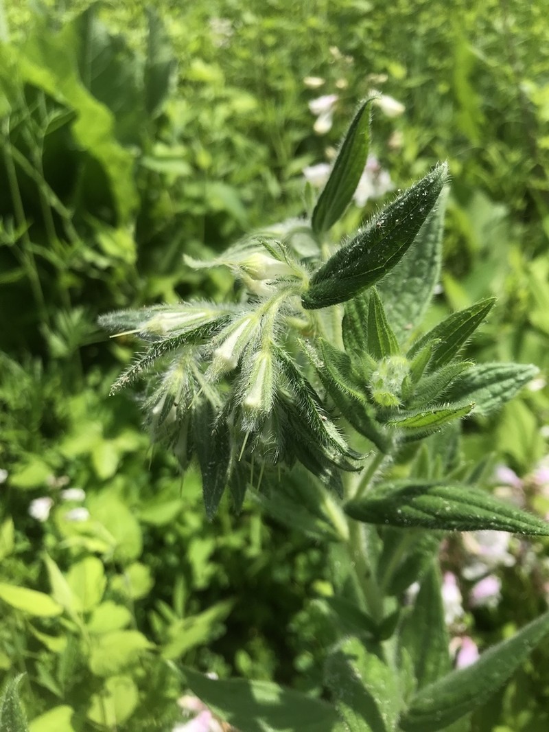 Lithospermum parviflorum photo 4