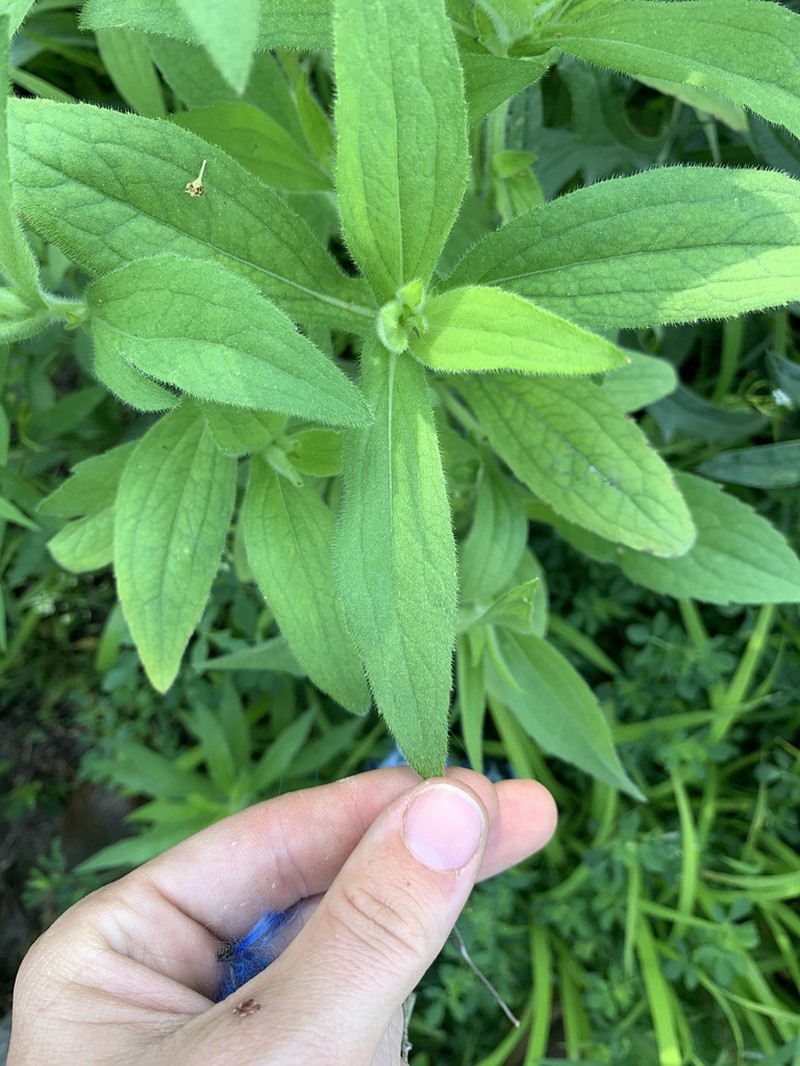Lithospermum parviflorum photo 5