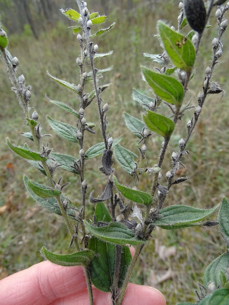 Lithospermum parviflorum photo 6