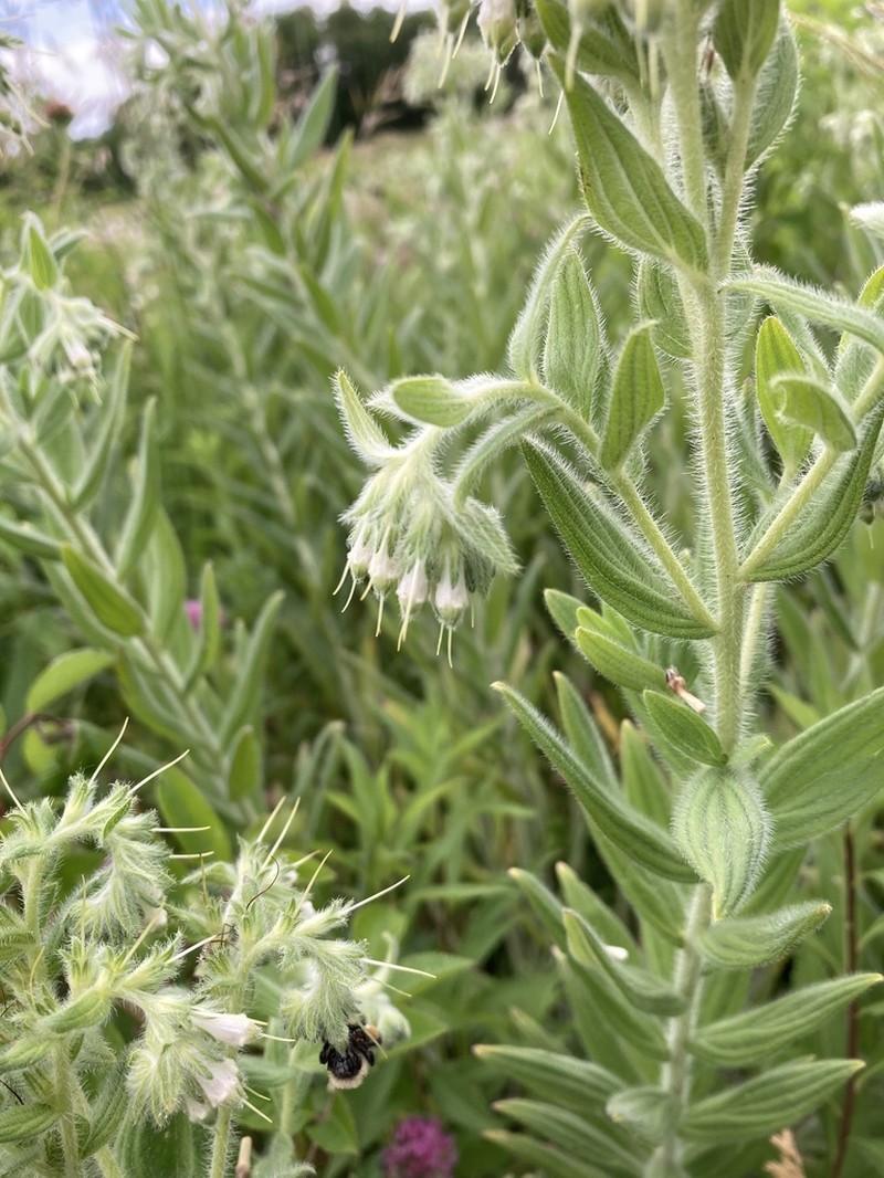 Lithospermum parviflorum photo 7