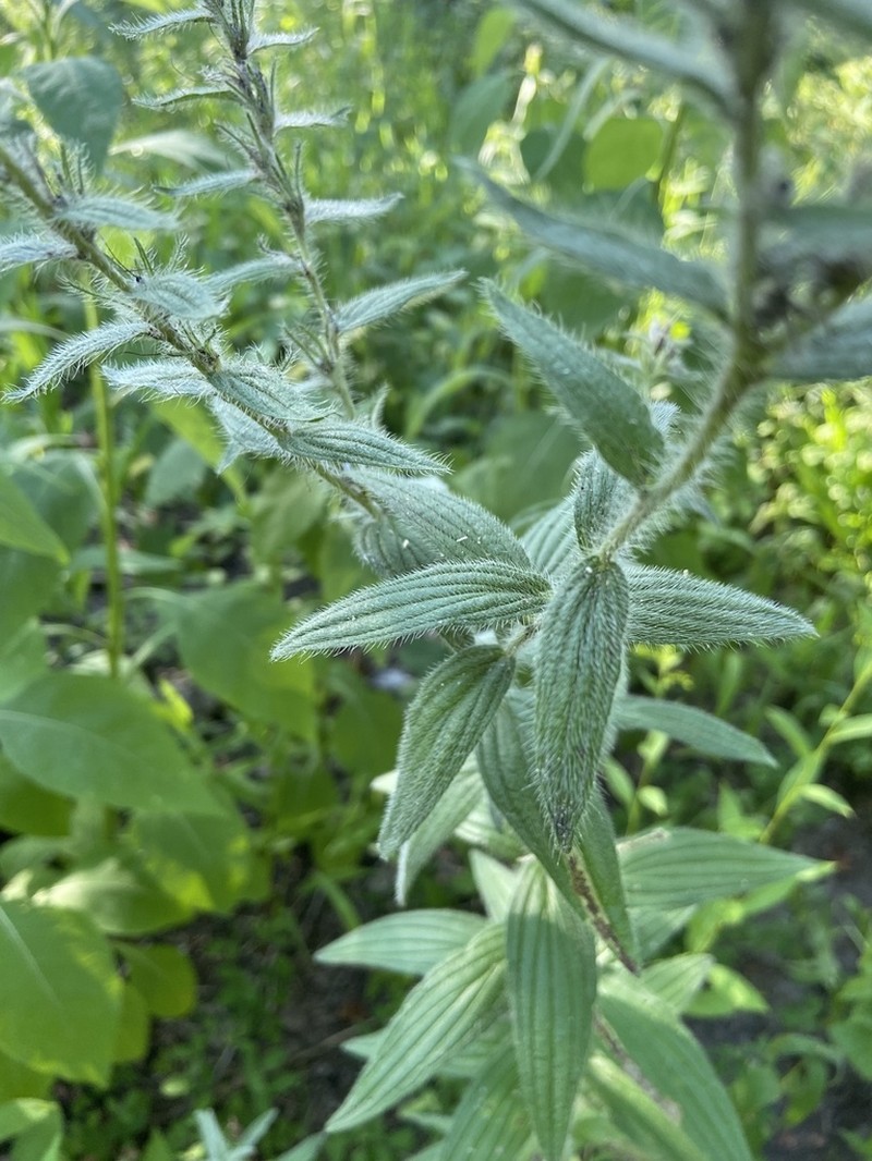 Lithospermum parviflorum photo 8