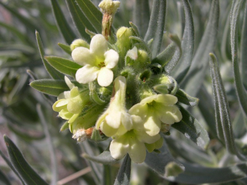 Western Stoneseed photo 4