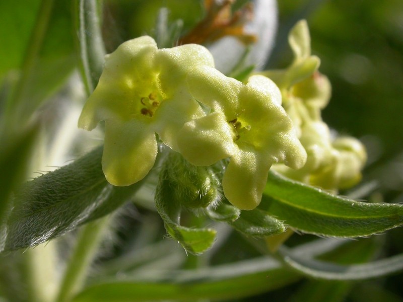 Western Stoneseed photo 5