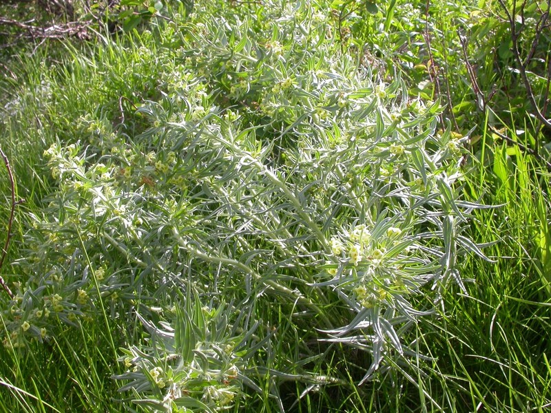 Western Stoneseed photo 6