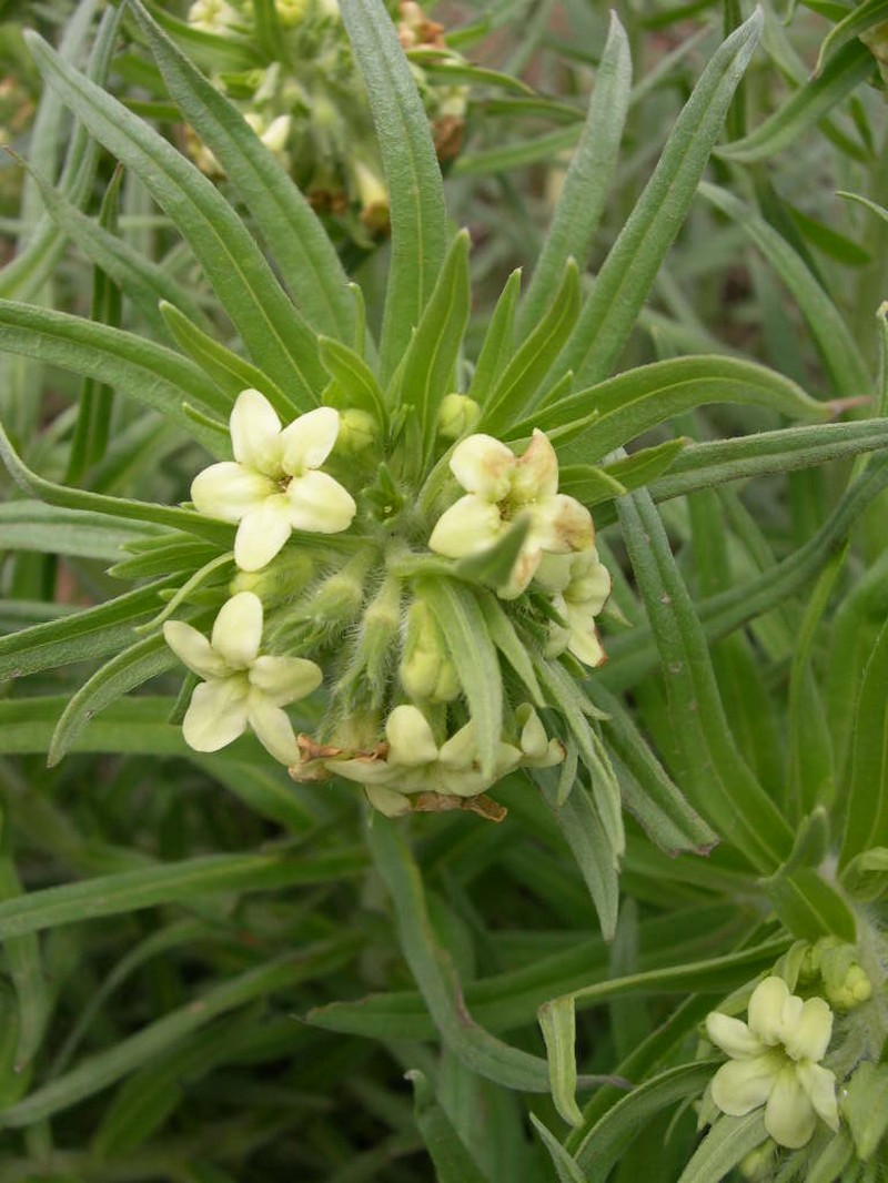Western Stoneseed photo 2