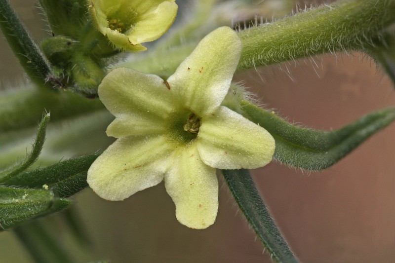 Western Stoneseed photo 3
