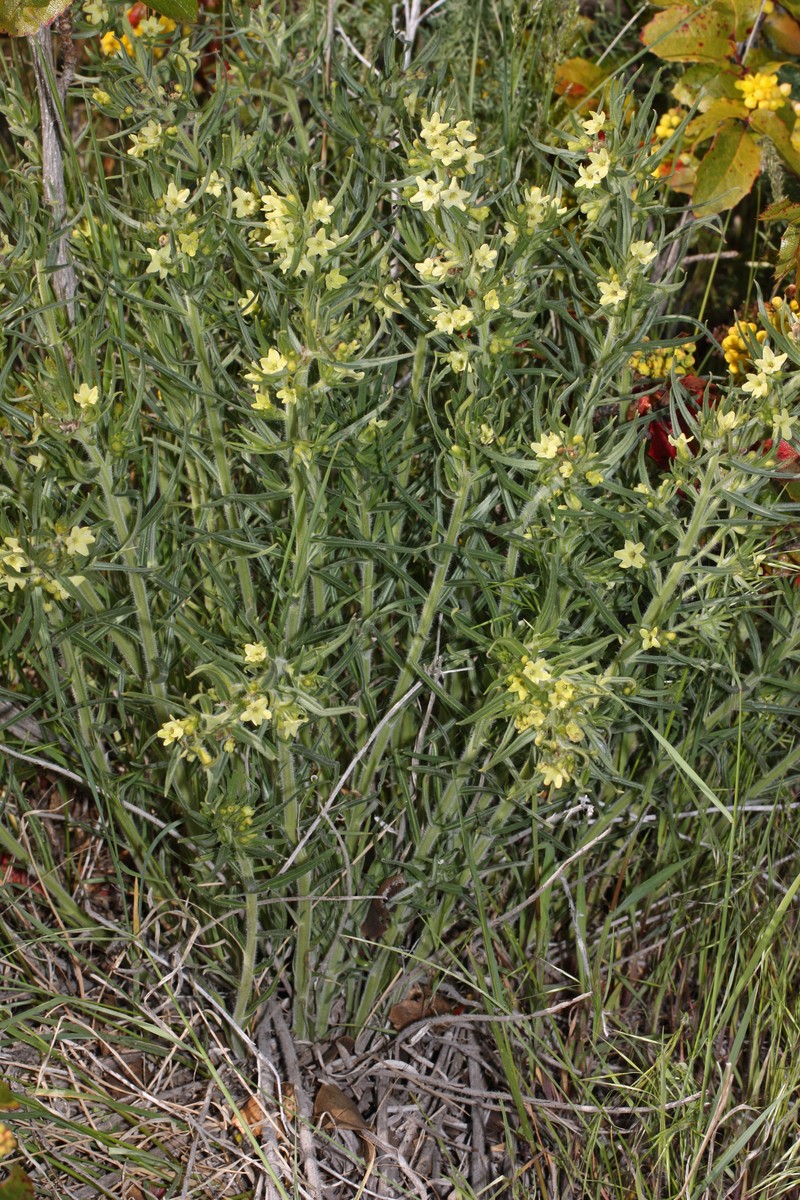 Western Stoneseed