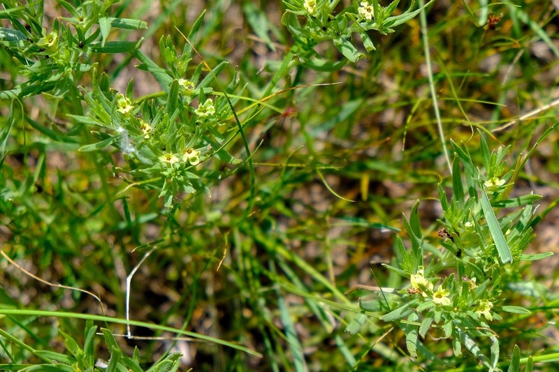 Western Stoneseed photo 4