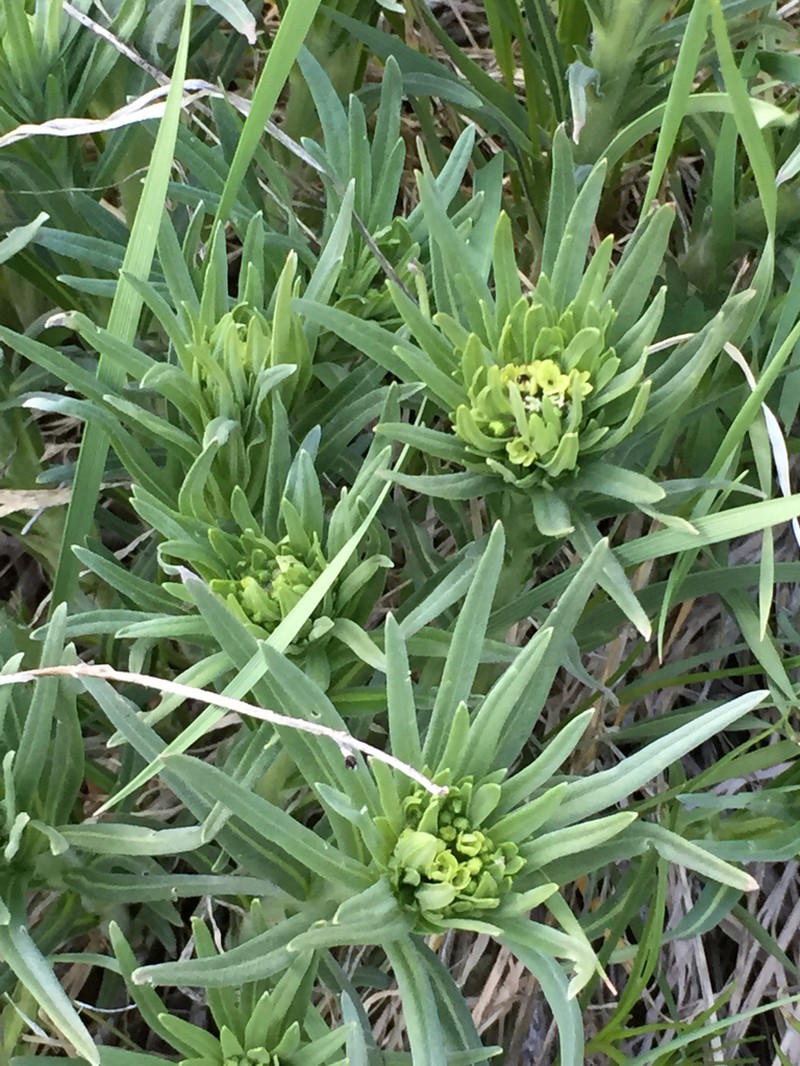 Western Stoneseed photo 5