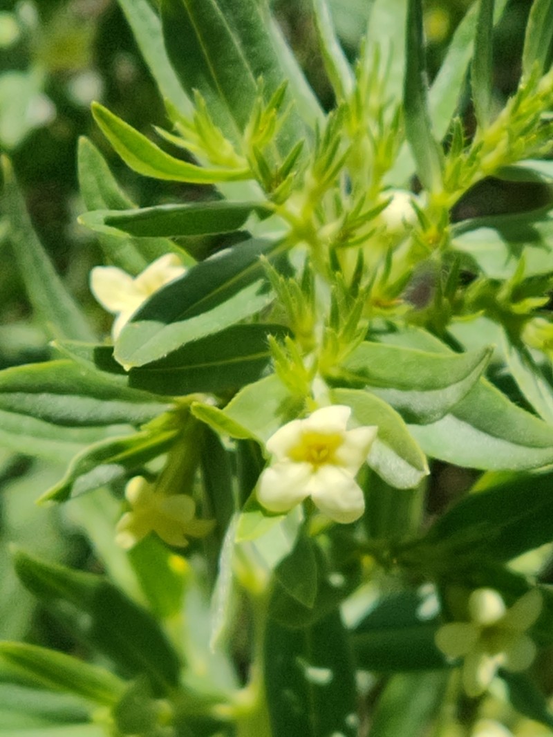 Western Stoneseed photo 6