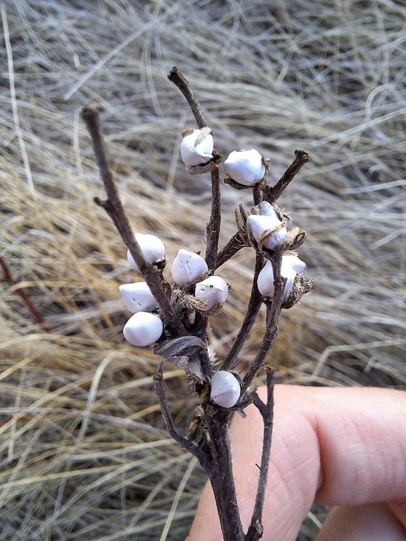Western Stoneseed photo 7