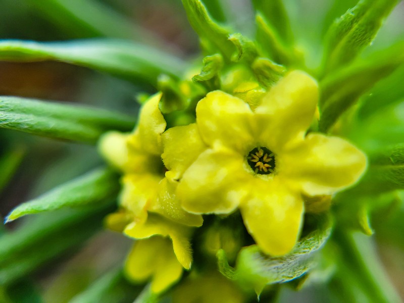 Western Stoneseed photo 8