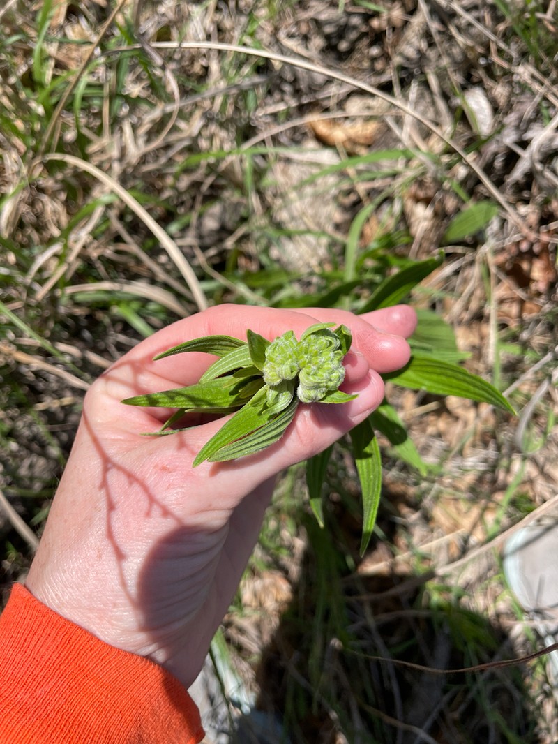 Lithospermum subsetosum photo 2