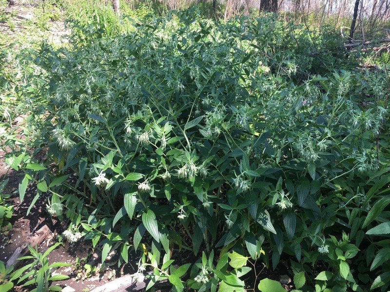 Lithospermum subsetosum photo 4