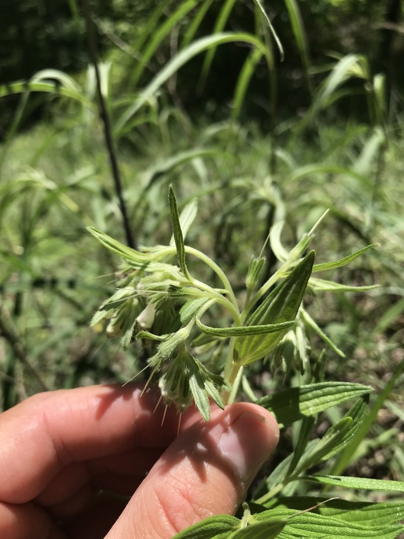 Lithospermum subsetosum photo 5