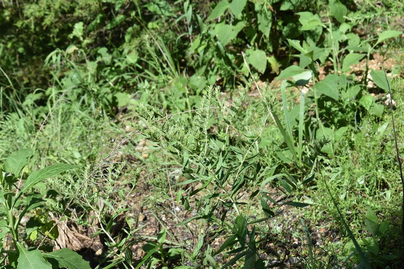 Lithospermum subsetosum photo 6