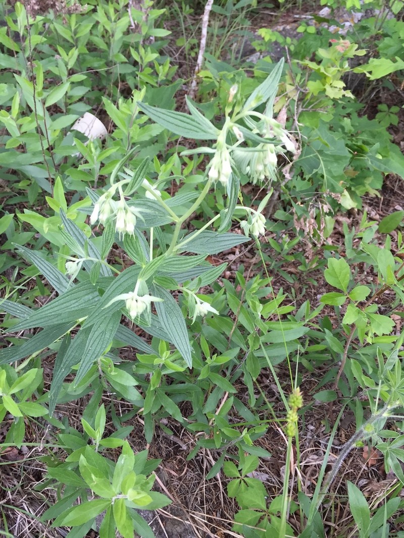 Lithospermum subsetosum photo 7