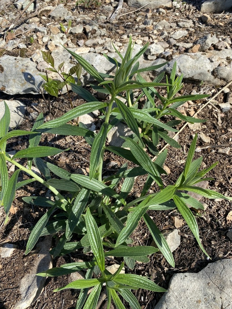 Lithospermum subsetosum photo 8