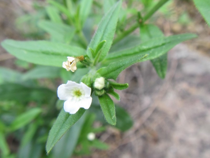 Lithospermum sylvestre photo 4