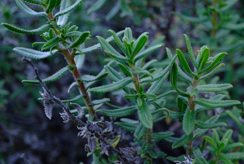 Lithospermum sylvestre photo 5