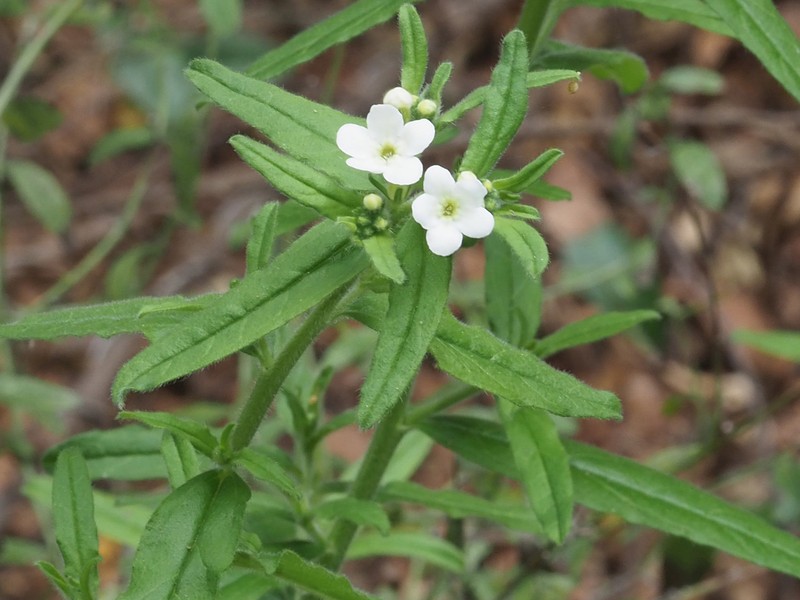 Lithospermum sylvestre photo 7