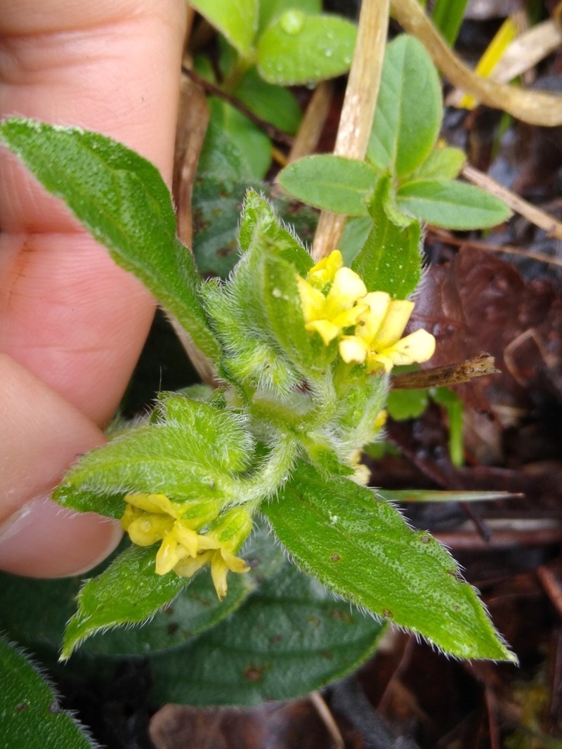 Tuberous Stoneseed photo 2