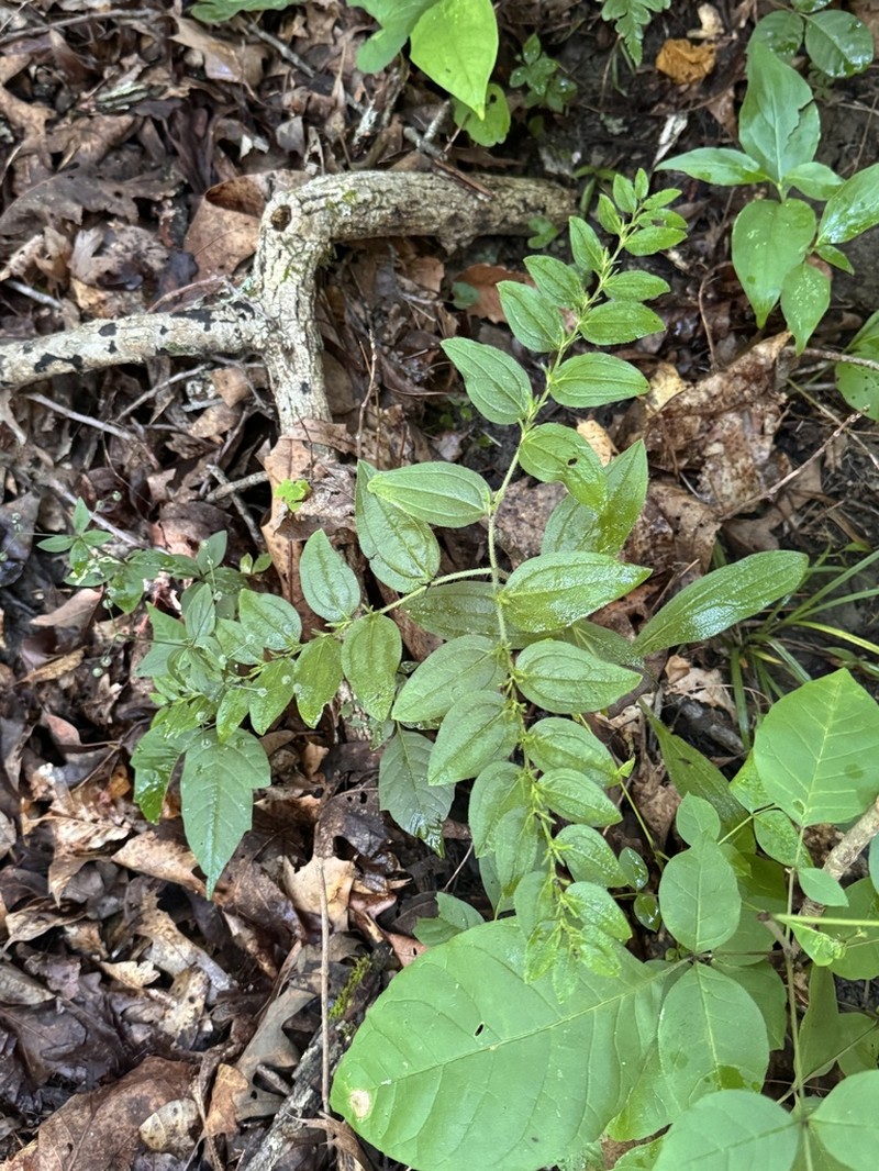 Tuberous Stoneseed photo 3