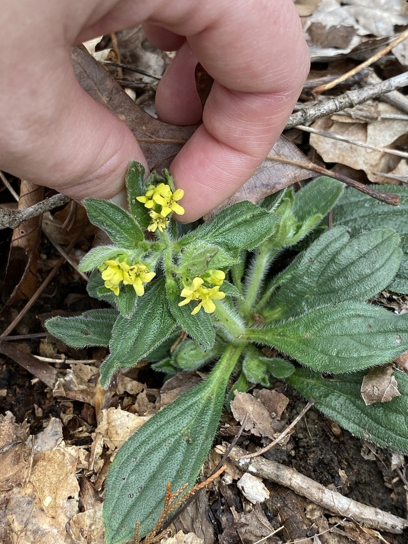 Tuberous Stoneseed photo 4