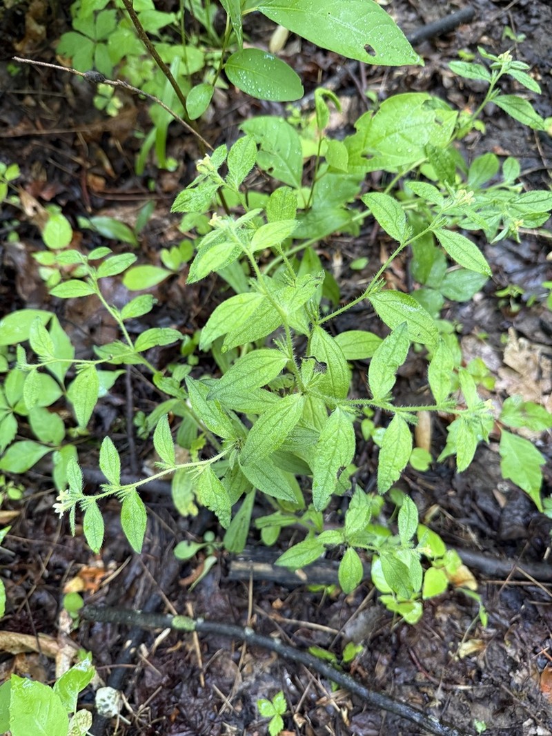 Tuberous Stoneseed photo 5