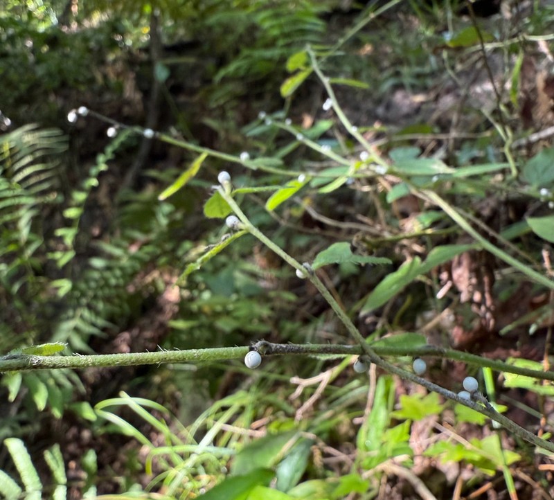 Tuberous Stoneseed photo 6