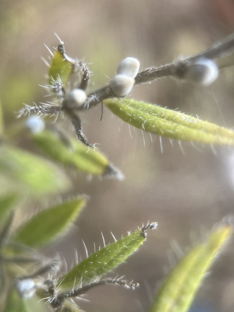 Wild Job's Tears photo 3