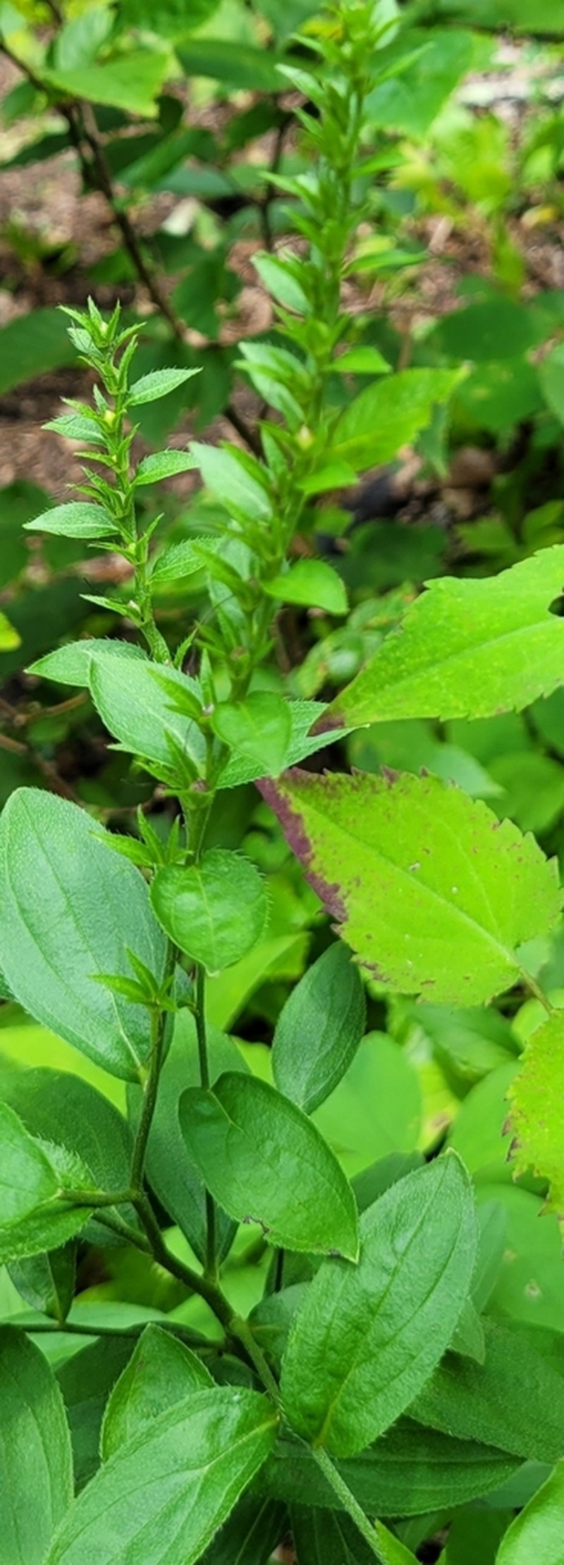 Wild Job's Tears photo 4