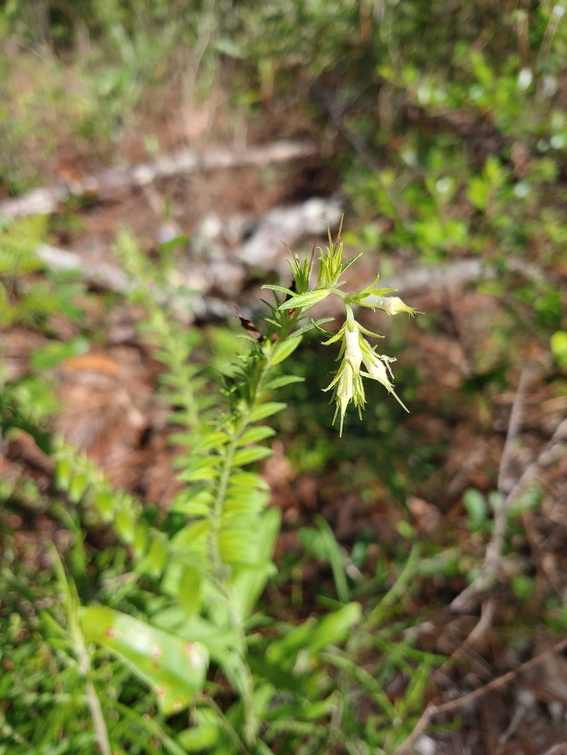 Wild Job's Tears photo 6