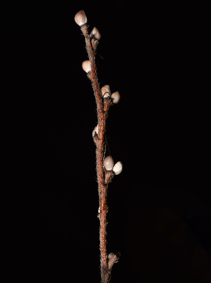 Wild Job's Tears photo 8