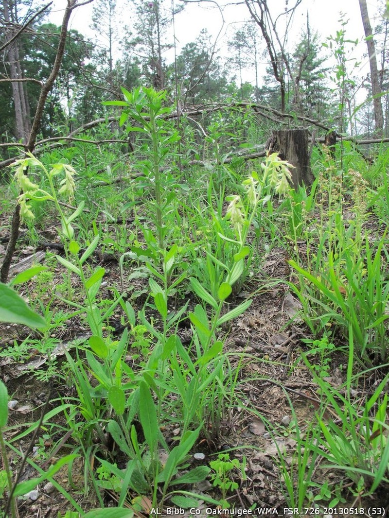 Wild Job's Tears photo 9