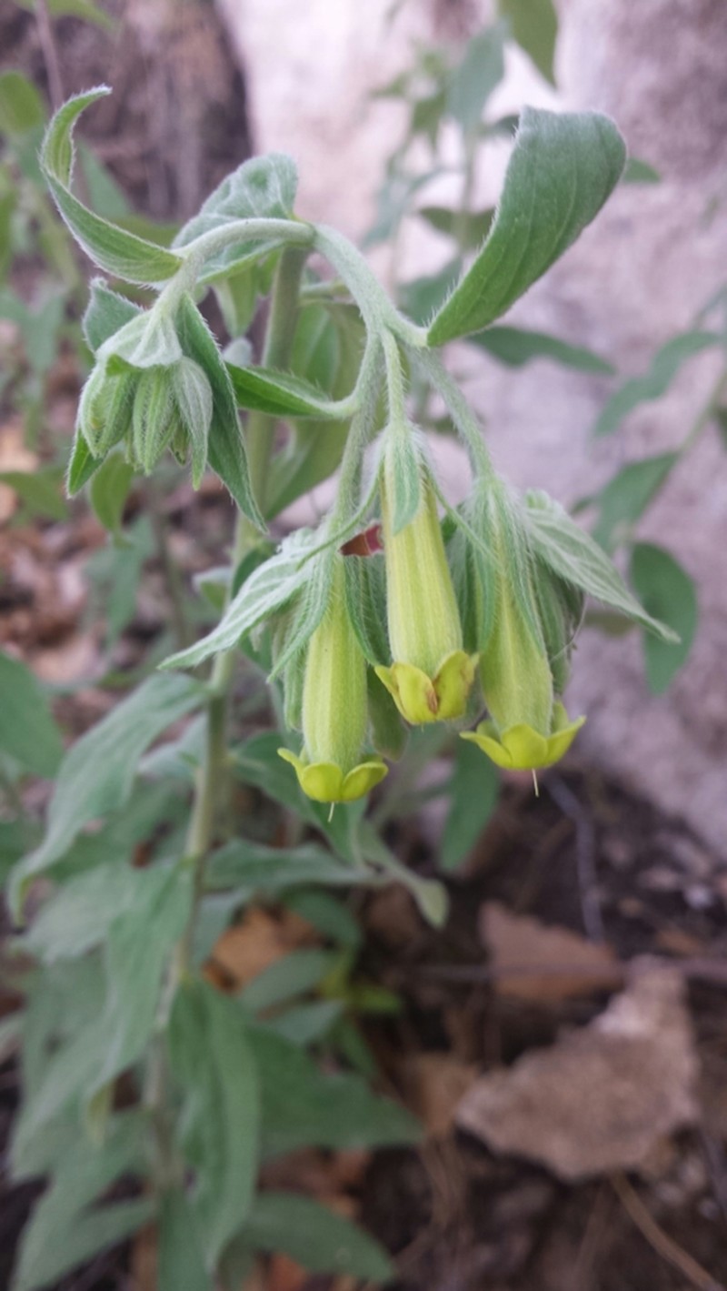 Green Stoneseed