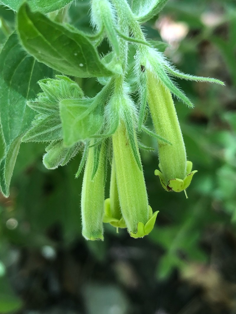Green Stoneseed photo 2