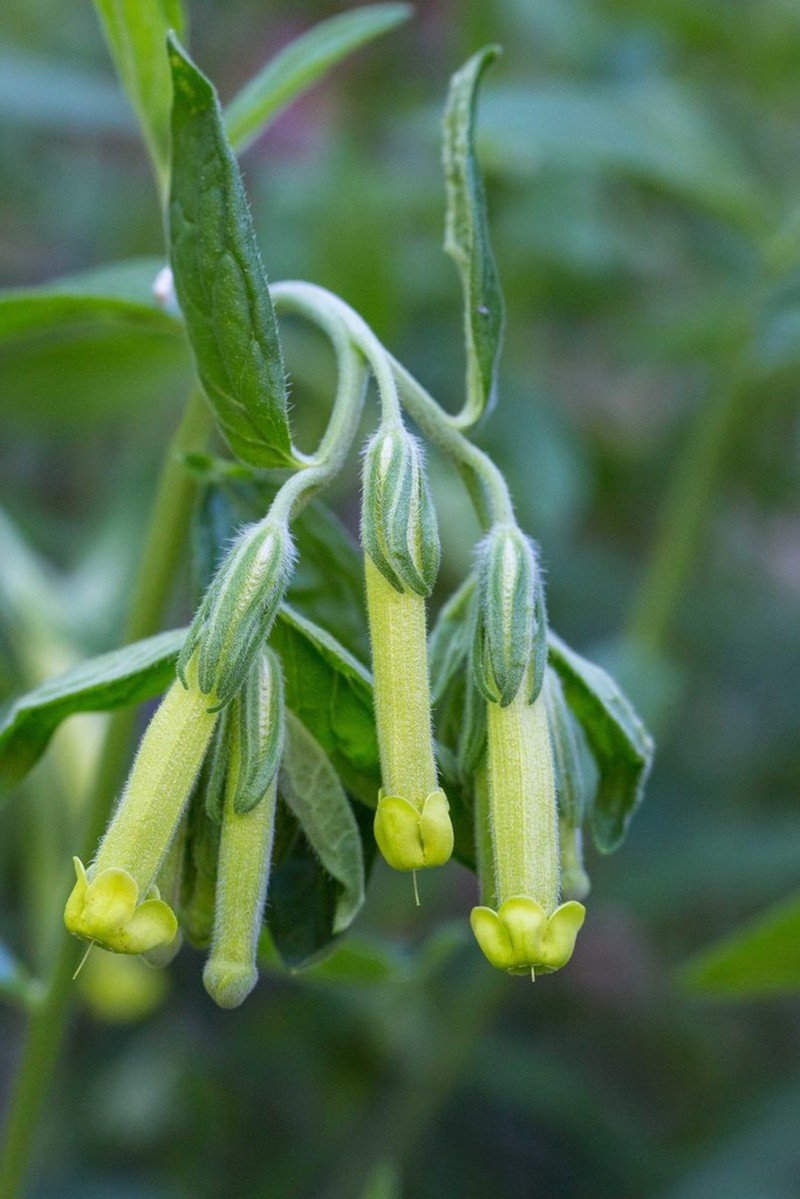 Green Stoneseed photo 3