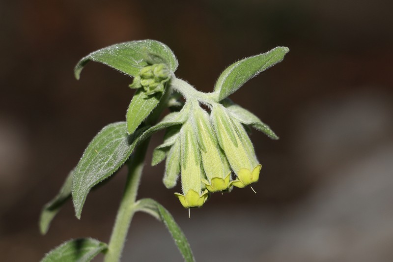 Green Stoneseed photo 4