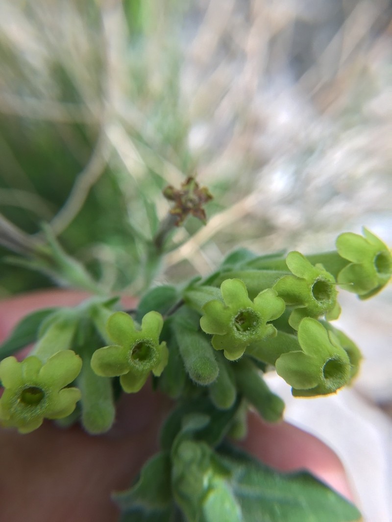 Green Stoneseed photo 5