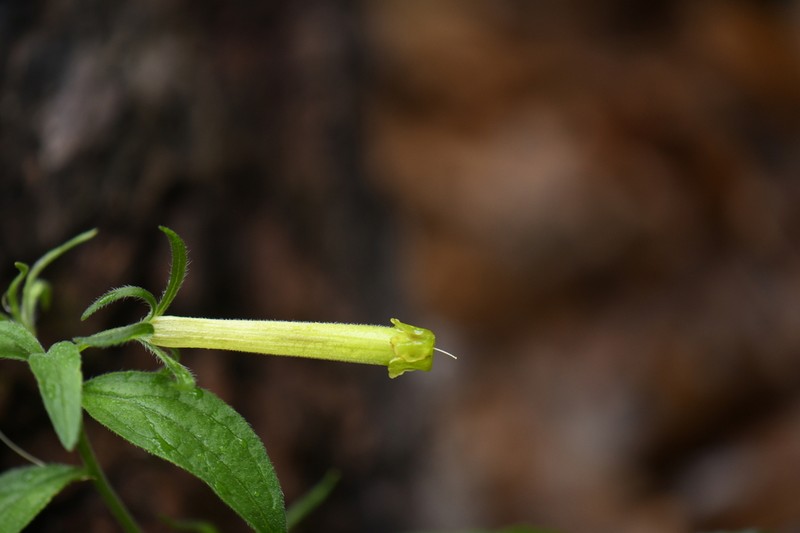 Green Stoneseed photo 6
