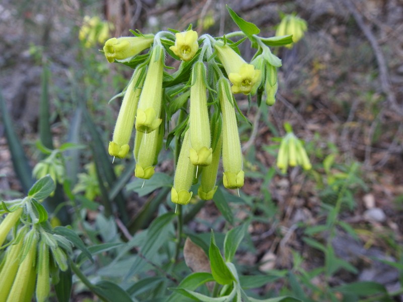 Green Stoneseed photo 7