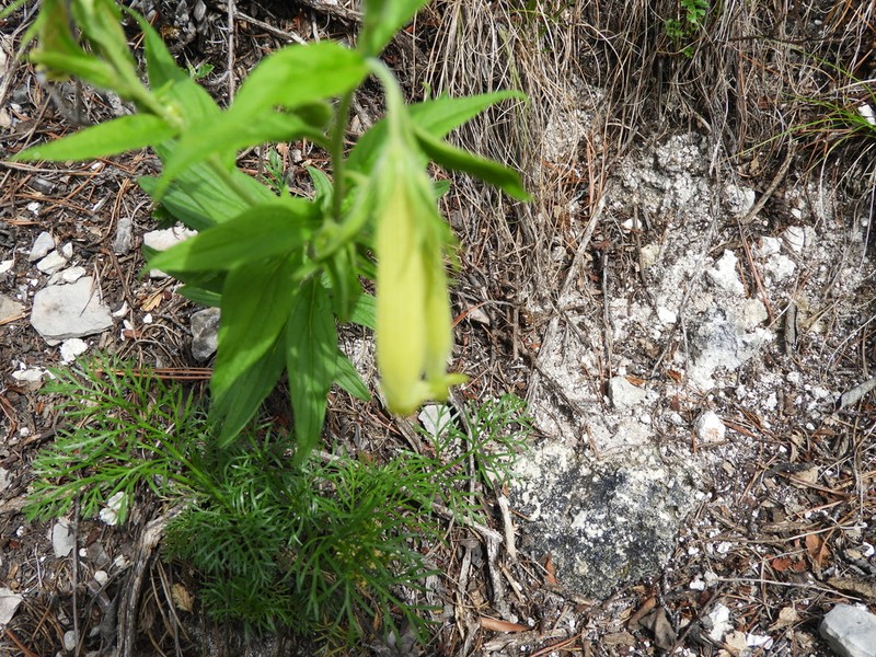 Green Stoneseed photo 8