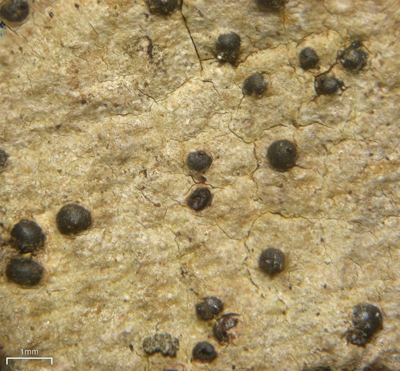Lithothelium hyalosporum