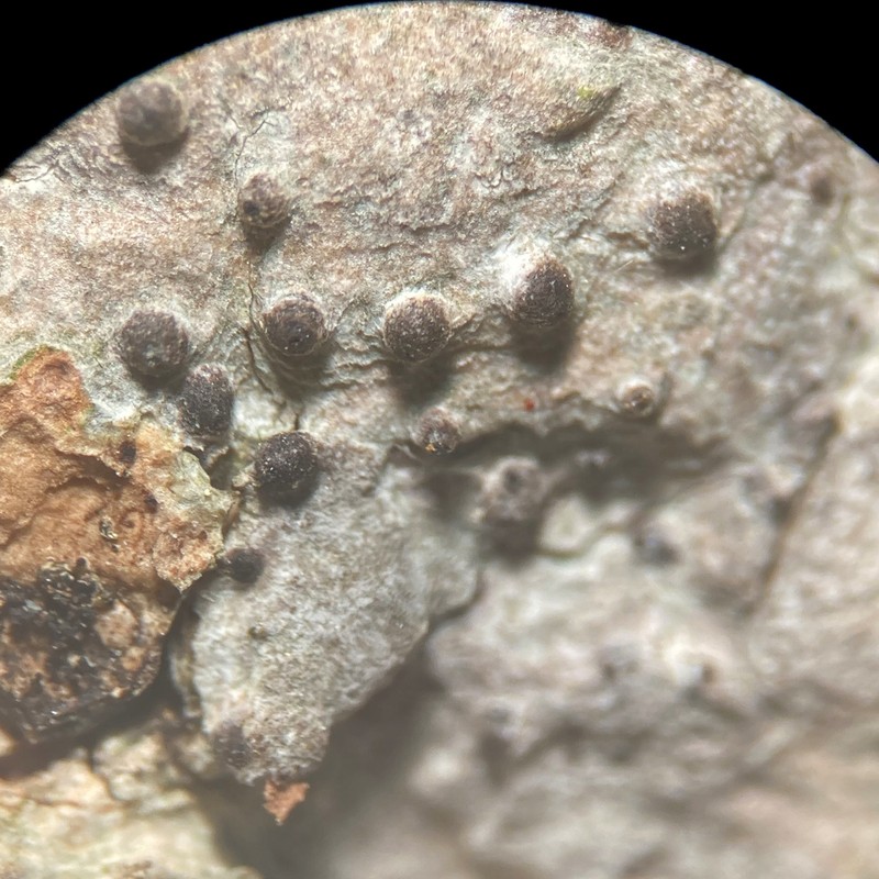 Lithothelium hyalosporum