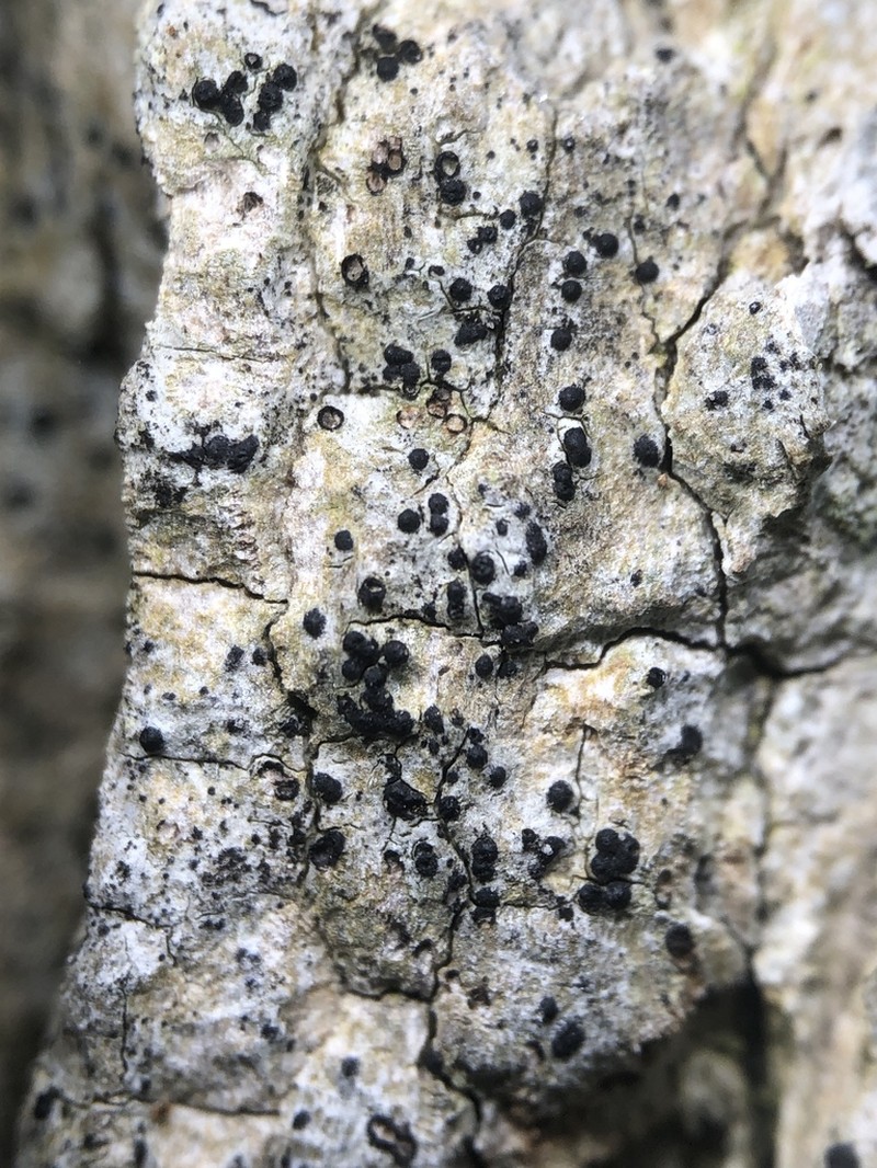 Lithothelium hyalosporum photo 2