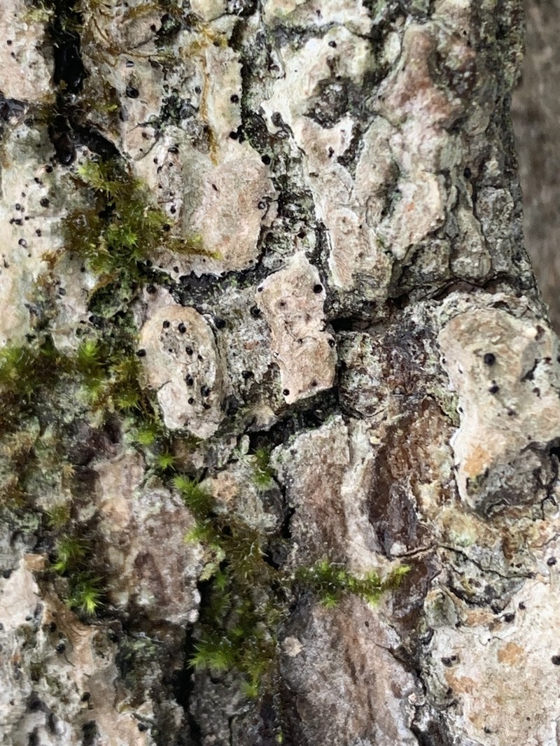 Lithothelium hyalosporum photo 3