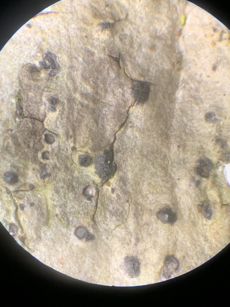 Lithothelium hyalosporum photo 5