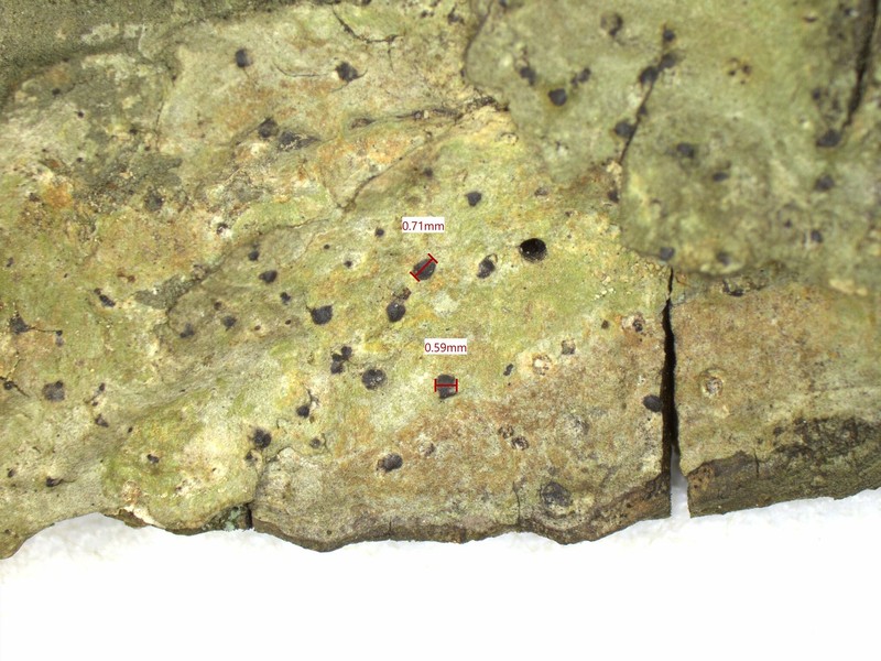 Lithothelium hyalosporum photo 6